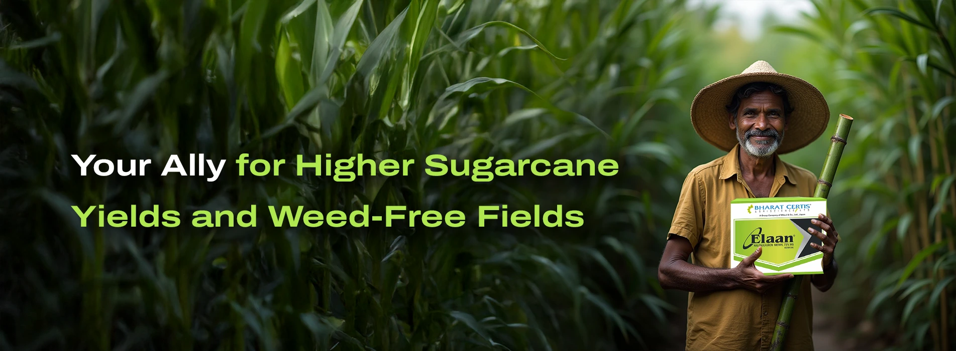 Boosting Sugarcane Yields with Effective Weed Management Using Elaan